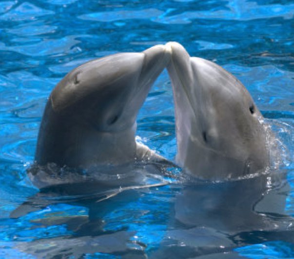 Dine with the Dolphins offers unique Valentines experience at Miami Seaquarium