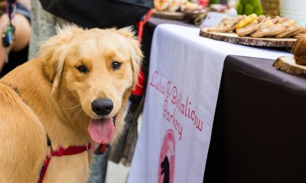 Time to pawty! Paws Patio™ Food fest returns to Intercontinental Miami