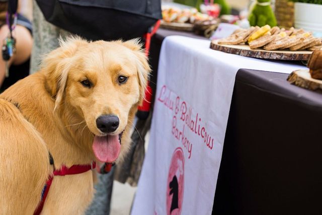 Time to pawty! Paws Patio™ Food fest returns to Intercontinental Miami