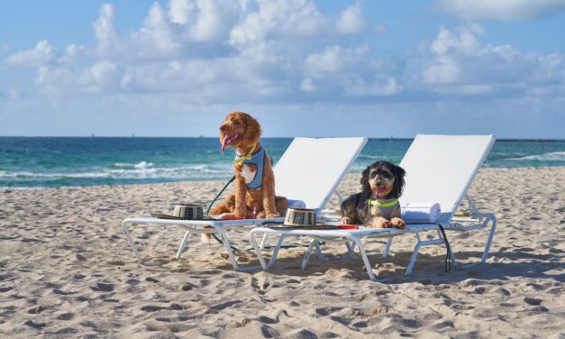 Pet-Friendly Hotels in Miami: Making Your Pooch Feel at Home