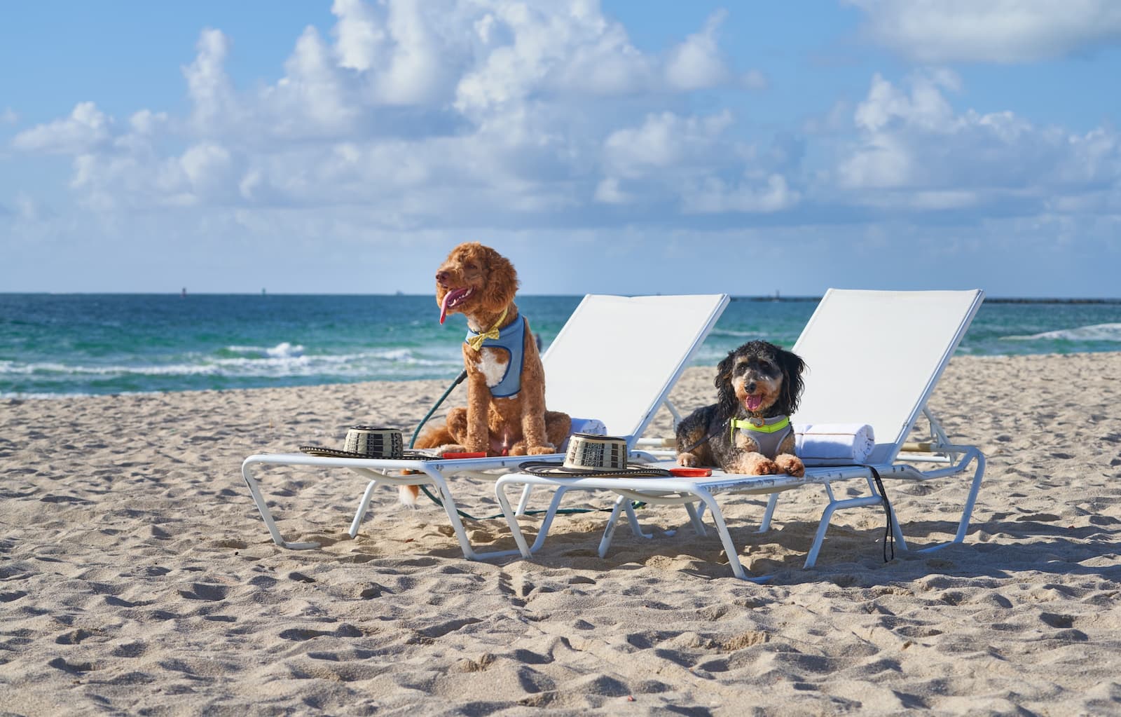 Pet Friendly Hotels In Miami Making