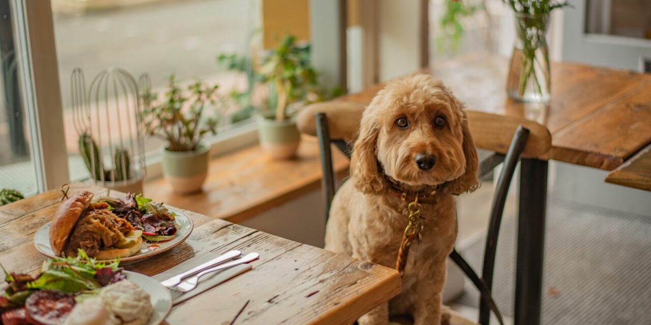 Celebrate National Dog Day in Style: Top Pet-Friendly Restaurants in Miami
