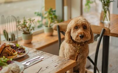 Celebrate National Dog Day in Style: Top Pet-Friendly Restaurants in Miami